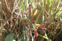 Sidalcea calycosa rhizomata