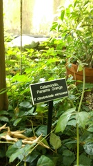 Citrus × microcarpa