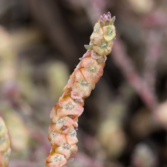 Maireana trichoptera