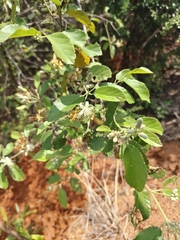 Grewia flavescens