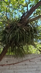 Encyclia adenocarpa