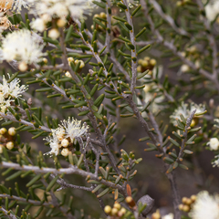 Melaleuca pauperiflora mutica