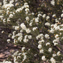Melaleuca pauperiflora mutica