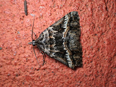 Dichromodes emplecta