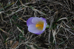 Crocus nivalis