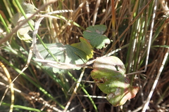 Sidalcea calycosa rhizomata