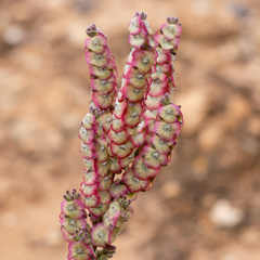 Maireana trichoptera