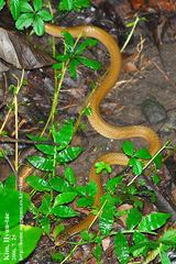 Hebius vibakari