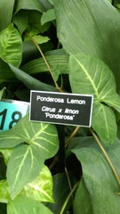 Citrus × pyriformis