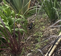 Prosthemadera novaeseelandiae