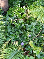 Vinca major