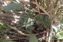 Sidalcea calycosa rhizomata