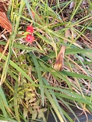 Hesperantha coccinea