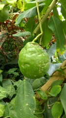 Citrus × pyriformis
