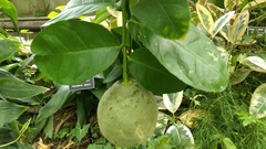 Citrus × pyriformis