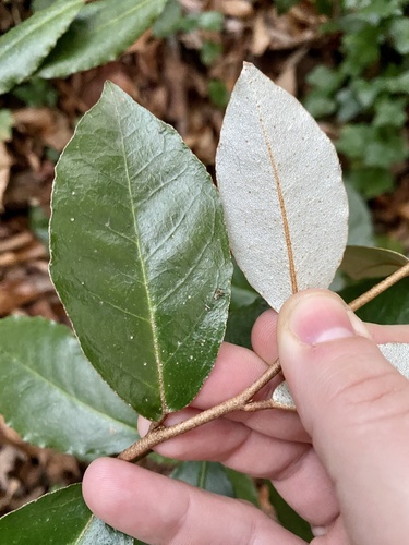 Elaeagnus pungens
