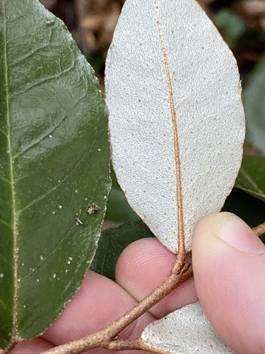 Elaeagnus pungens