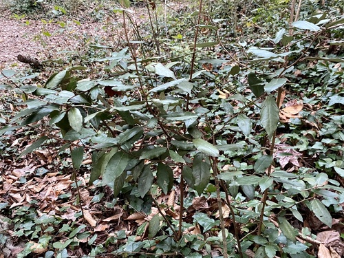 Elaeagnus pungens