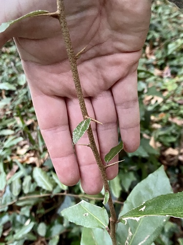 Elaeagnus pungens