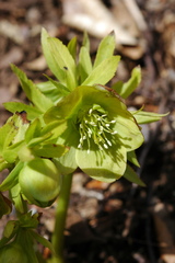 Helleborus cyclophyllus