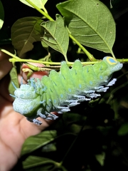 Attacus taprobanis