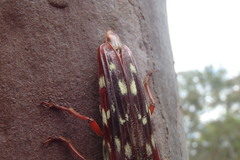 Tragocerus lepidopterus
