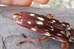 Tragocerus lepidopterus