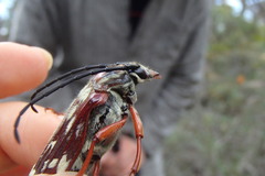 Tragocerus lepidopterus