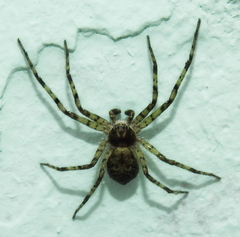 Philodromus margaritatus