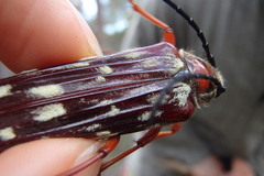 Tragocerus lepidopterus