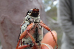 Tragocerus lepidopterus