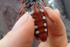 Tragocerus lepidopterus