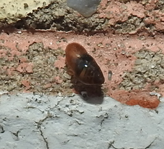 Cochlicopa lubrica