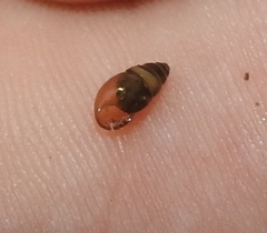 Cochlicopa lubrica