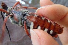 Tragocerus lepidopterus