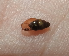 Cochlicopa lubrica