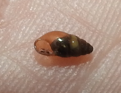 Cochlicopa lubrica