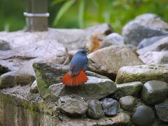 Phoenicurus fuliginosus