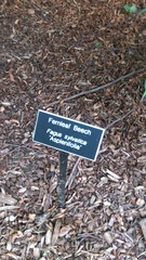 Fagus sylvatica