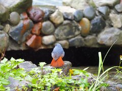 Phoenicurus fuliginosus