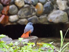 Phoenicurus fuliginosus