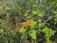Lantana veronicifolia