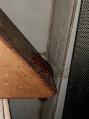 Periplaneta americana