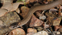 Hebius vibakari
