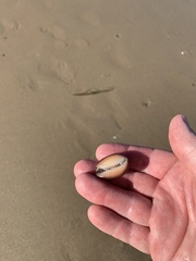 Monetaria caputserpentis