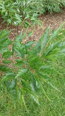 Fagus sylvatica