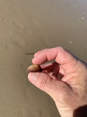 Monetaria caputserpentis