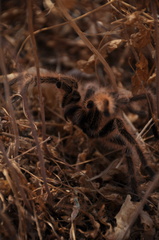 Grammostola rosea