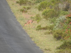 Raphicerus campestris