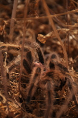 Grammostola rosea